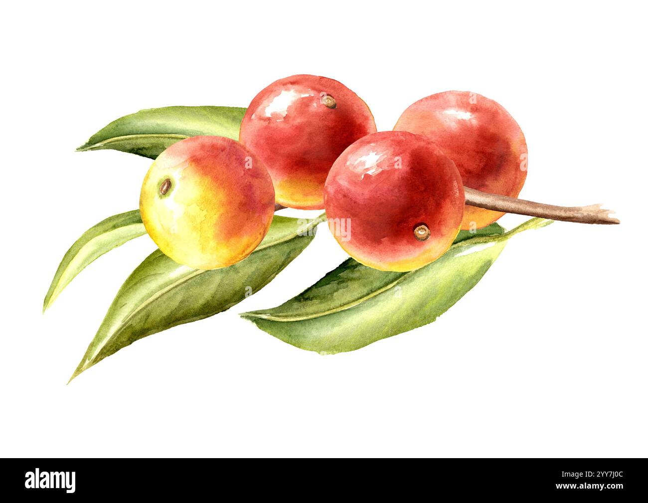 Camu-camu Brahch avec des feuilles et des baies, Superfood. Illustration dessinée à la main à l'aquarelle isolée sur fond blanc Banque D'Images