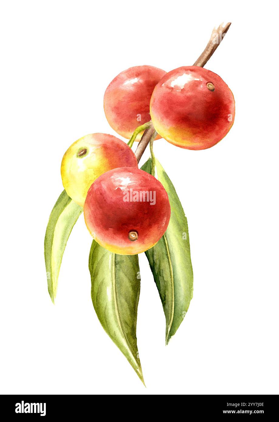 Camu-camu Brahch avec des feuilles et des baies, Superfood. Aquarelle illustration dessinée à la main, isolé sur fond blanc Banque D'Images