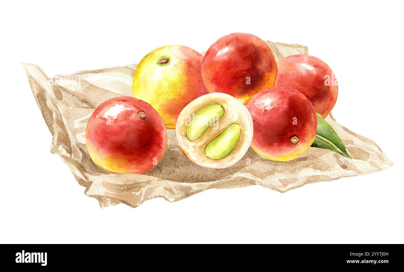 Fruits de camu-camu. Super nourriture. Aquarelle illustration dessinée à la main, isolé sur fond blanc Banque D'Images