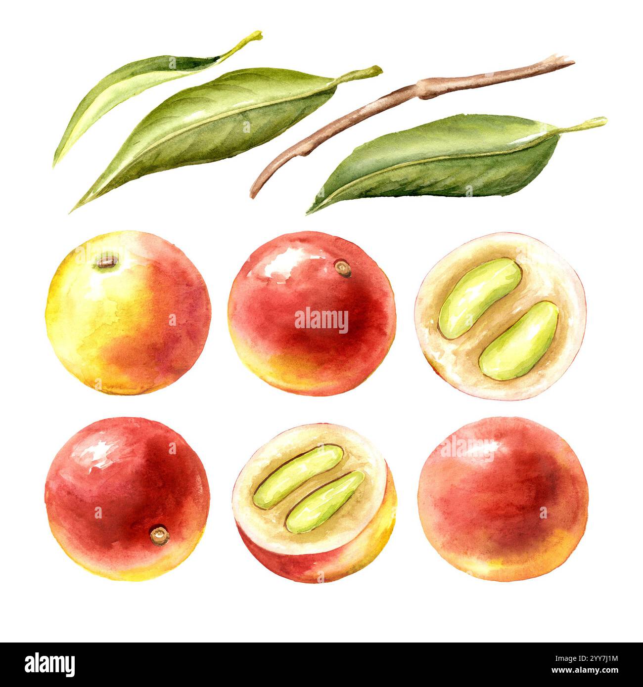 Camu-camu, myrciaria dubia baies et feuilles serties. Super nourriture. Illustration dessinée à la main à l'aquarelle isolée sur fond blanc Banque D'Images