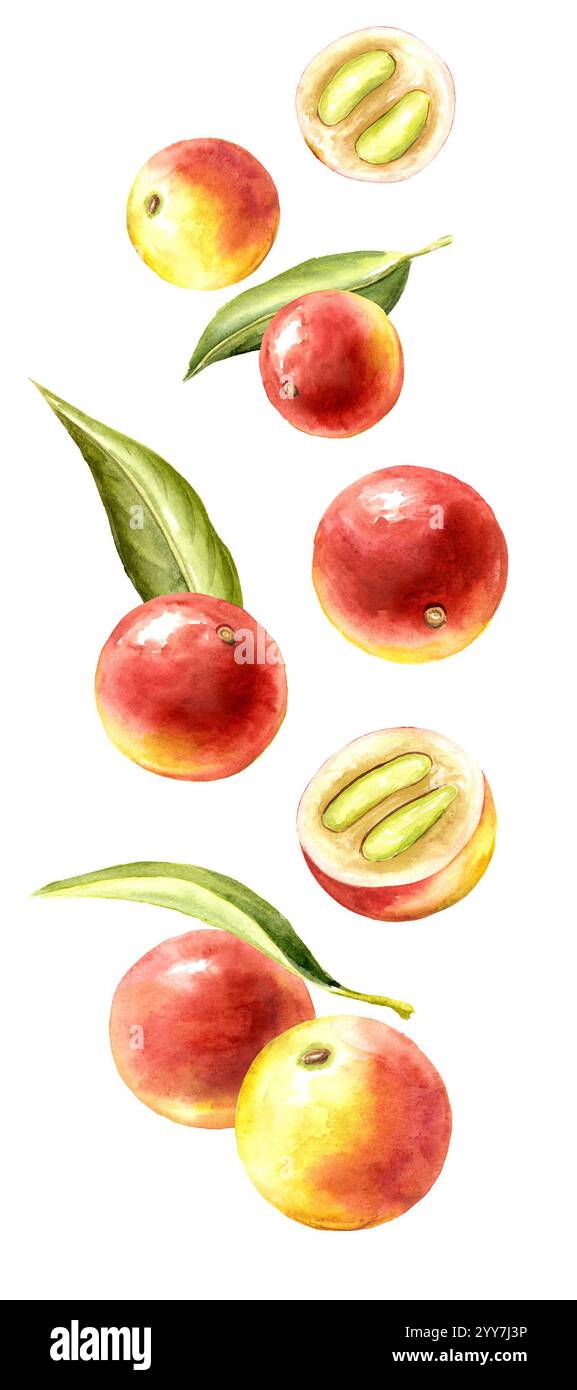 Tombant Camu Camu baies fruits et feuilles. Illustration peinte à la main à l'aquarelle, isolée sur fond blanc Banque D'Images