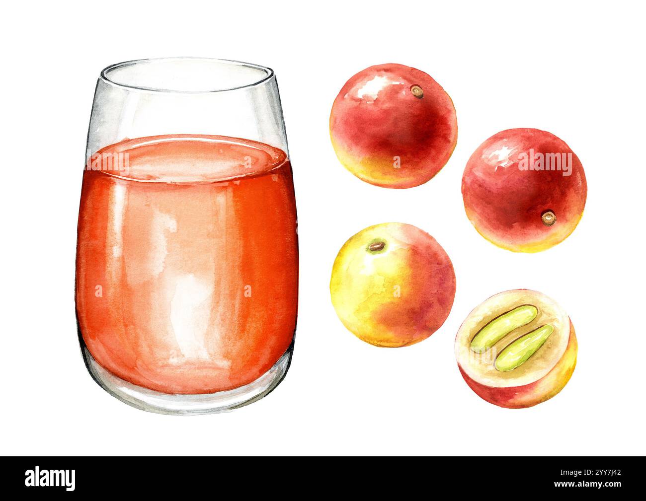 Verre avec jus de fruits Camu-Camu ensemble, baies de Myrciaria dubia. Super nourriture. Aquarelle illustration dessinée à la main, isolé sur fond blanc Banque D'Images