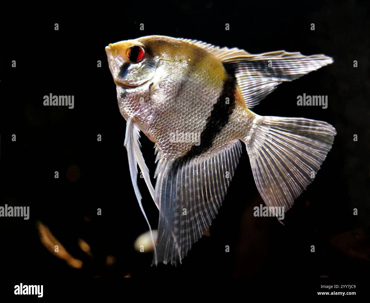 Isolez les poissons anges d'eau douce avec un fond d'aquarium foncé Banque D'Images