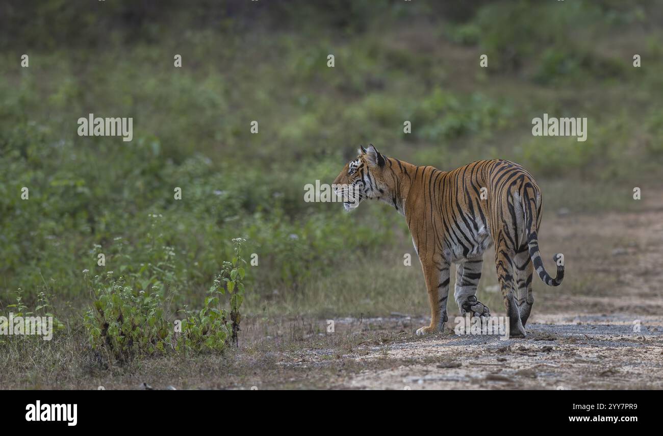 Tigre en mouvement Banque D'Images