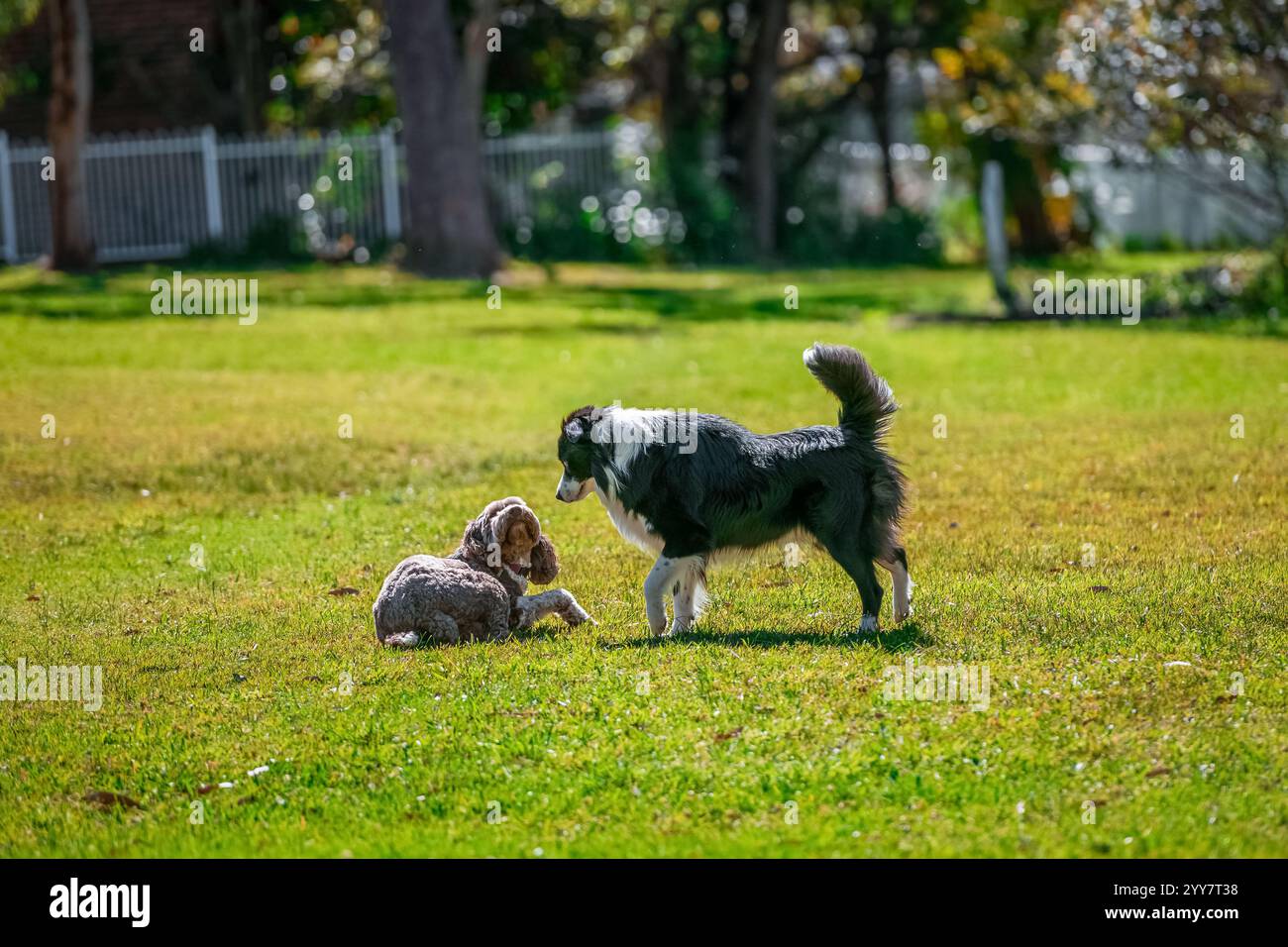 Deux chiens jouant autour de l'herbe dans le parc Banque D'Images