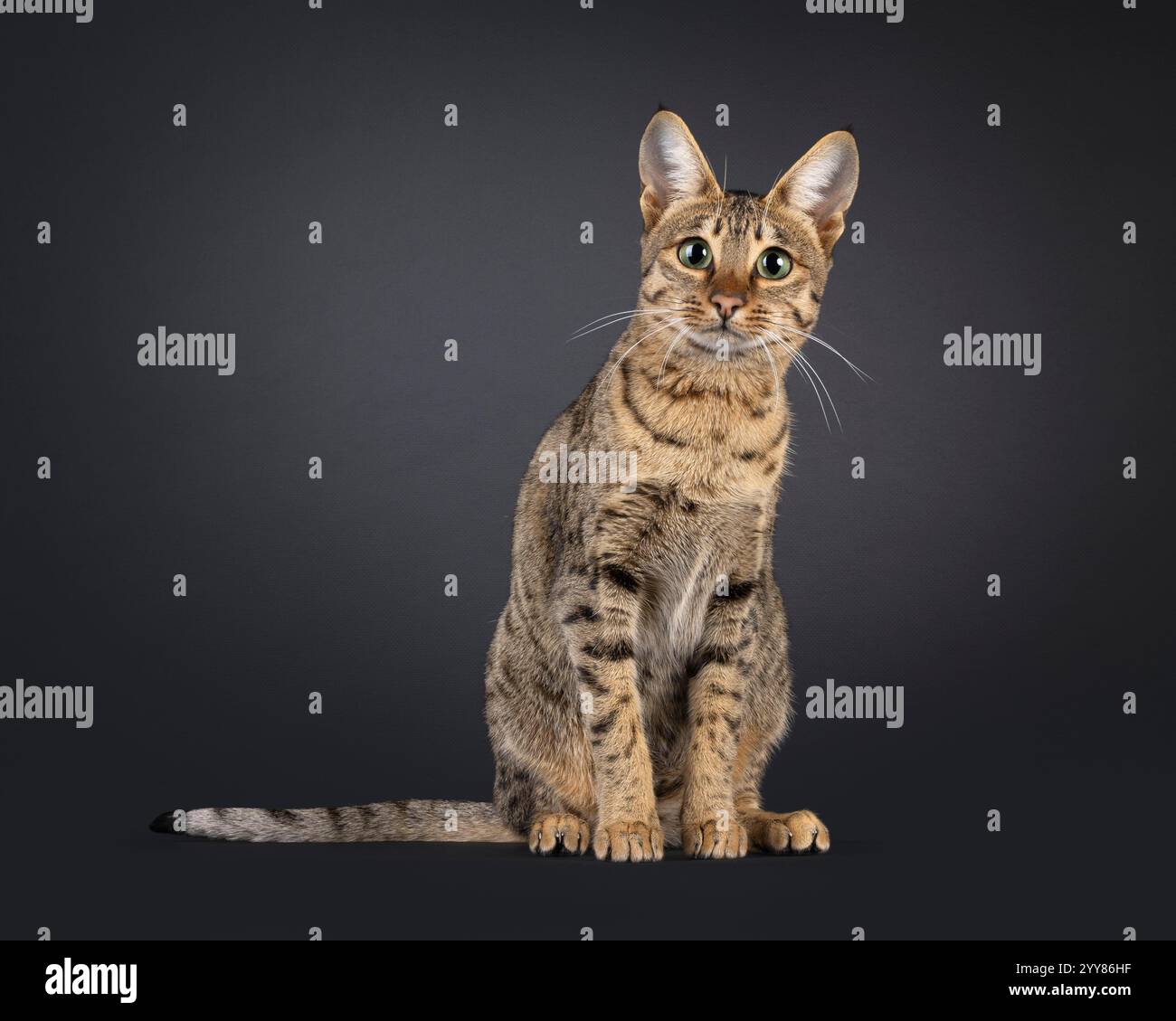 Magnifique jeune chat Savannah, assis face à l'avant. Je suis curieux de voir la caméra. Isolé sur fond noir. Banque D'Images