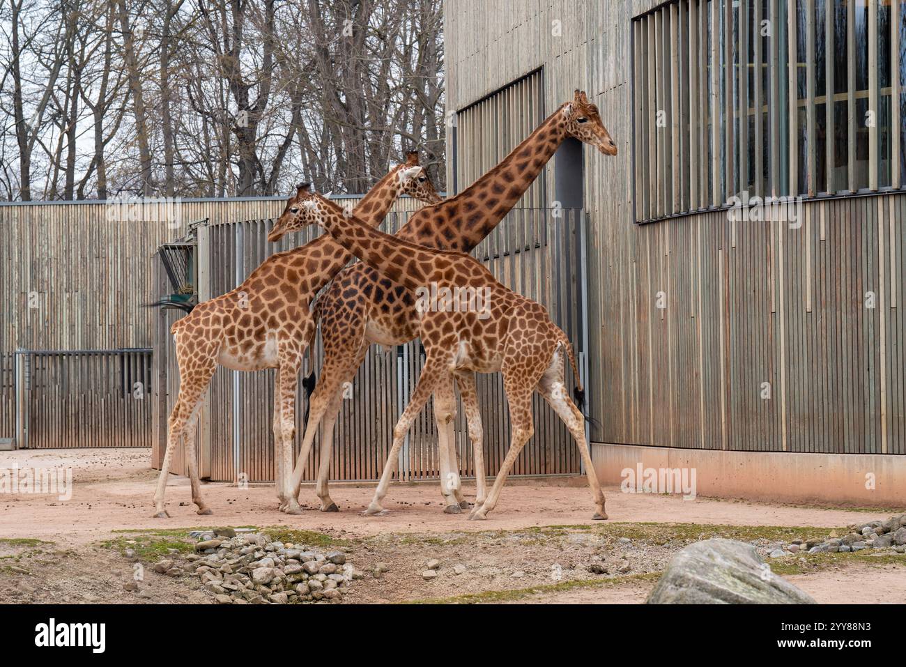 Les girafes mignonnes montrent de l'amour et des soins les uns pour les autres. Comportement animal sauvage, animal avec le cou long, zoologie, monde animal, protection des animaux. Banque D'Images