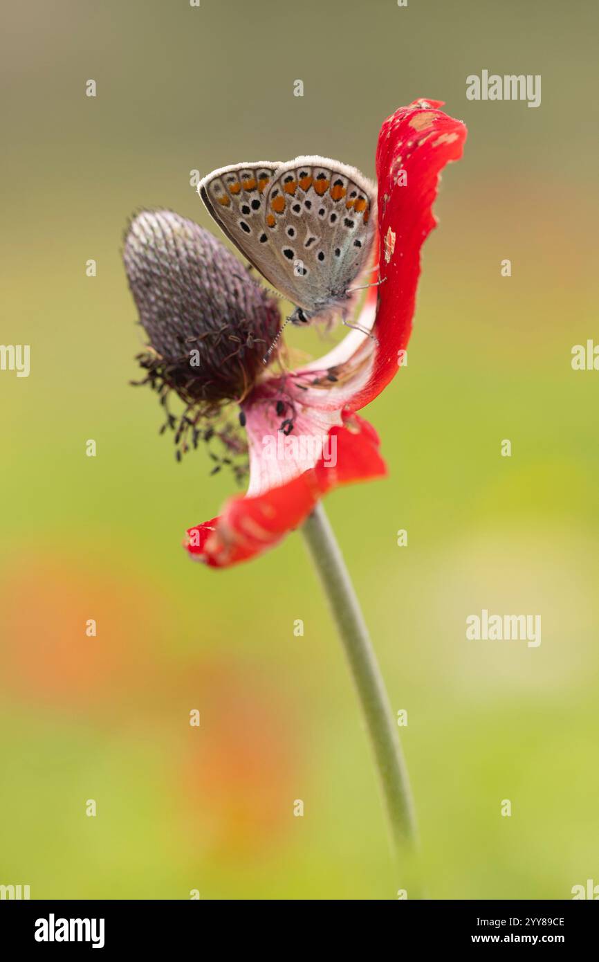 Freyeria trochylus, le joyau de l'herbe, est un petit papillon que l'on trouve en Afrique, en Arabie moyen-Orient, en Europe du Sud, en Indiaet en Asie du Sud qui appartient Banque D'Images