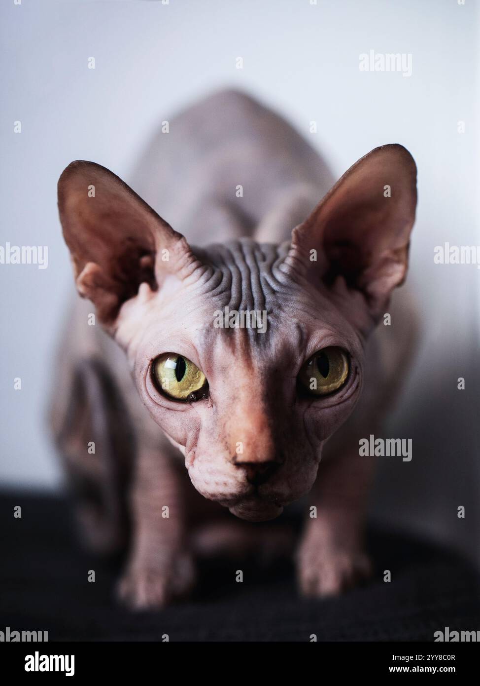 Attention et alerte Sphynx Cat Banque D'Images