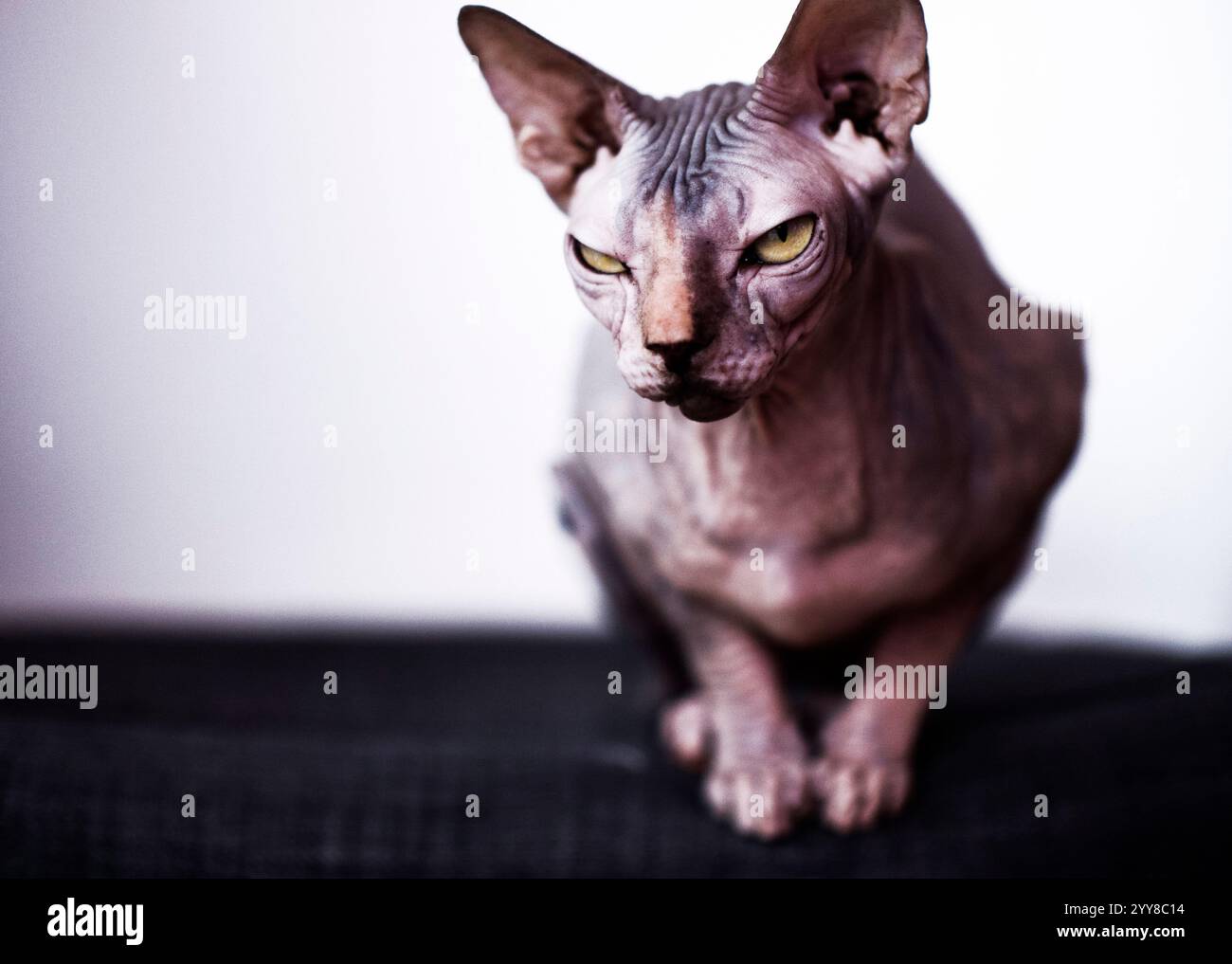 Chat Sphyx en colère regardant la caméra Banque D'Images