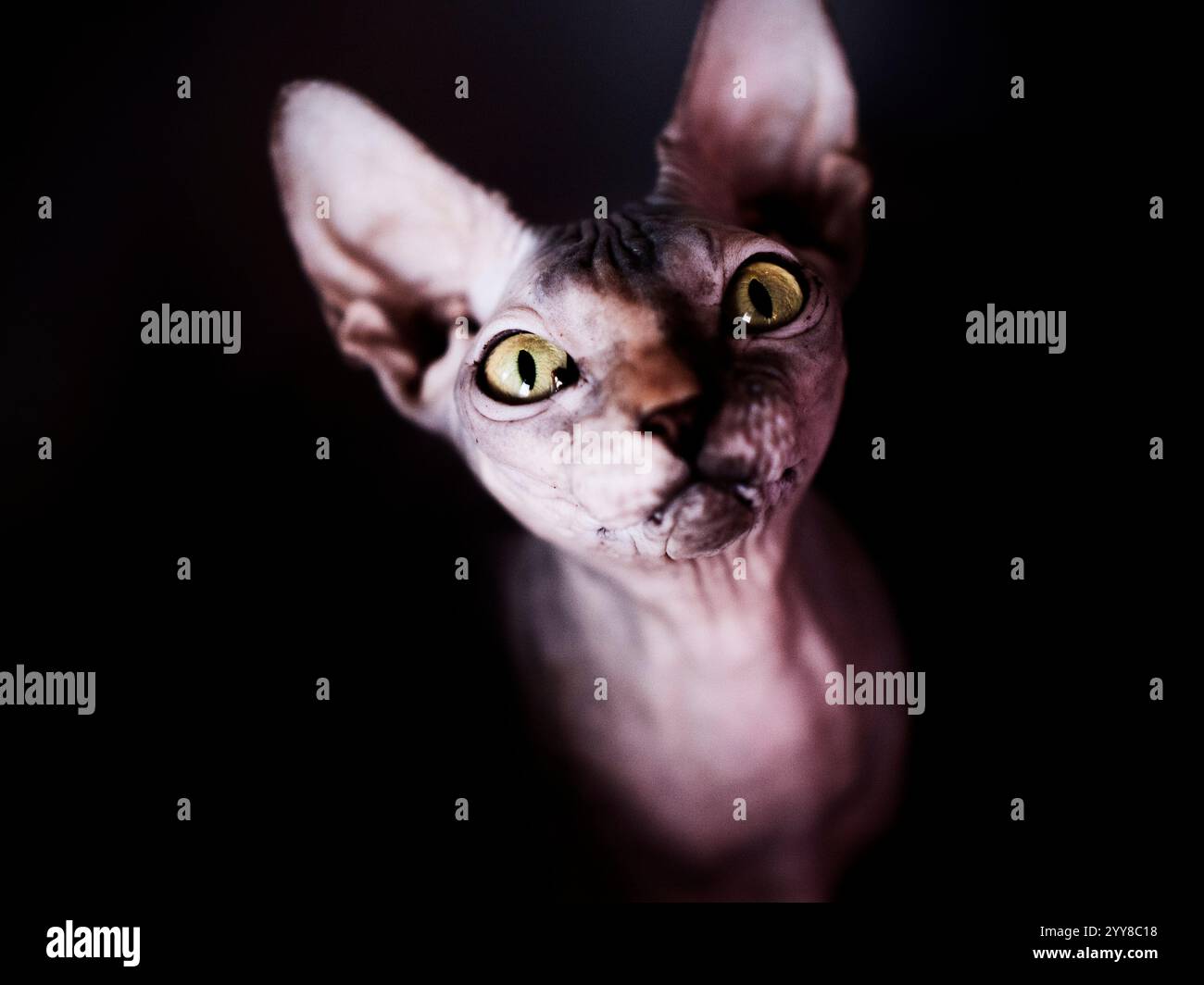 Alerte chat blanc avec les yeux bleus Banque D'Images