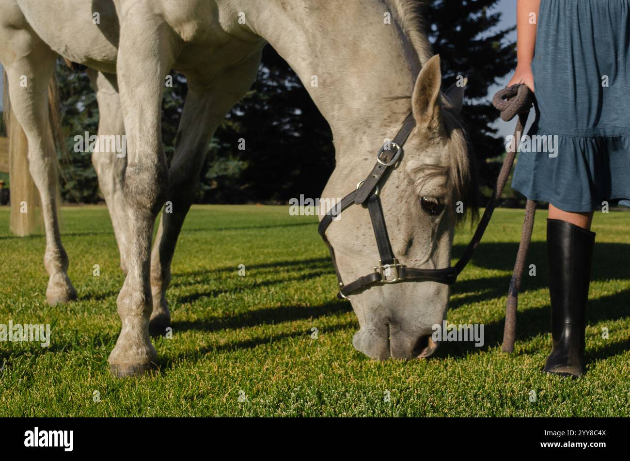 Cheval blanc paissant sur l'herbe avec un maître tenant des rênes à proximité Banque D'Images Cheval blanc paissant sur l'herbe avec un maître tenant des rênes à proximité Banque D'Images