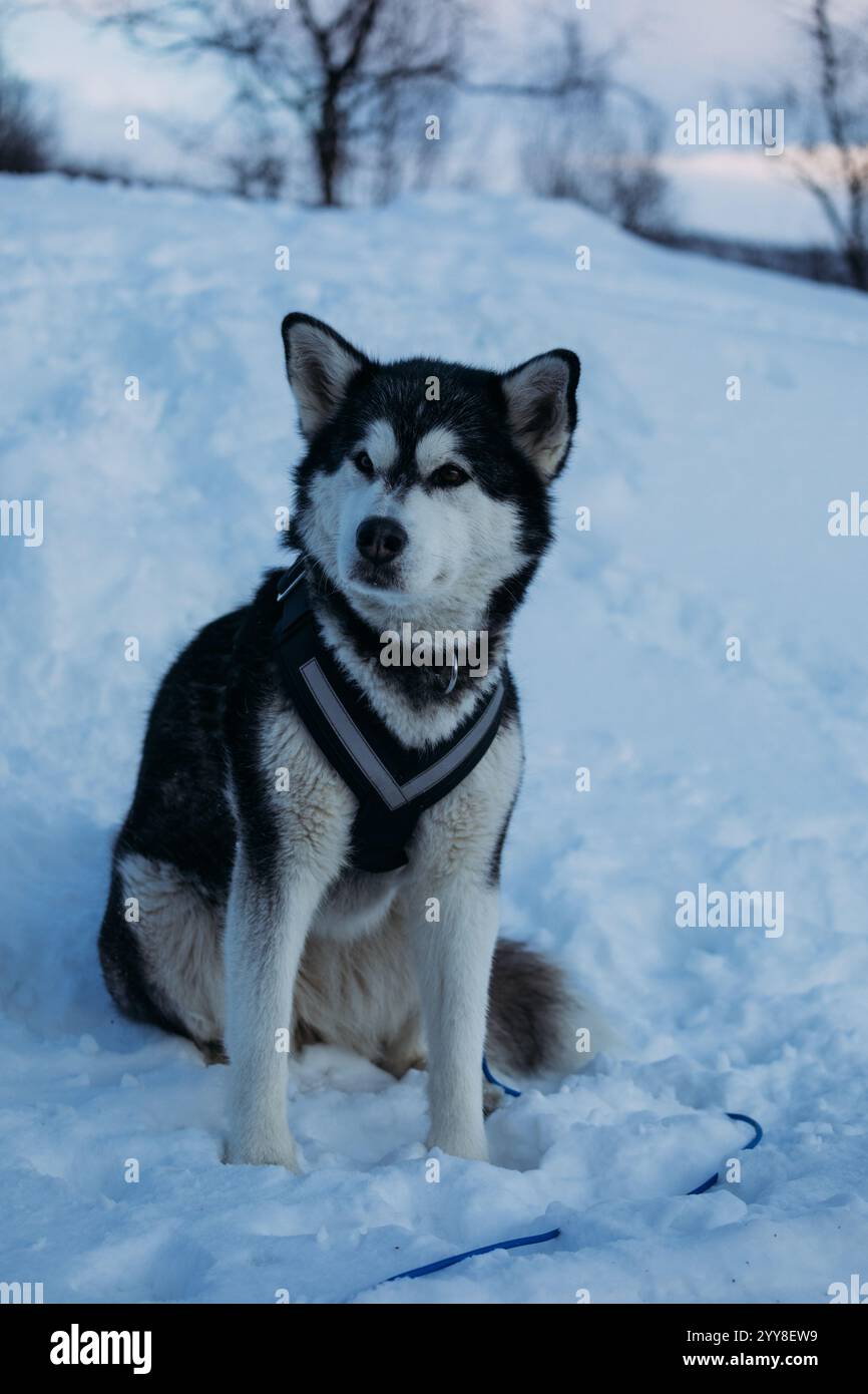 Majestueux Malamute d'Alaska assis dans un paysage enneigé Banque D'Images