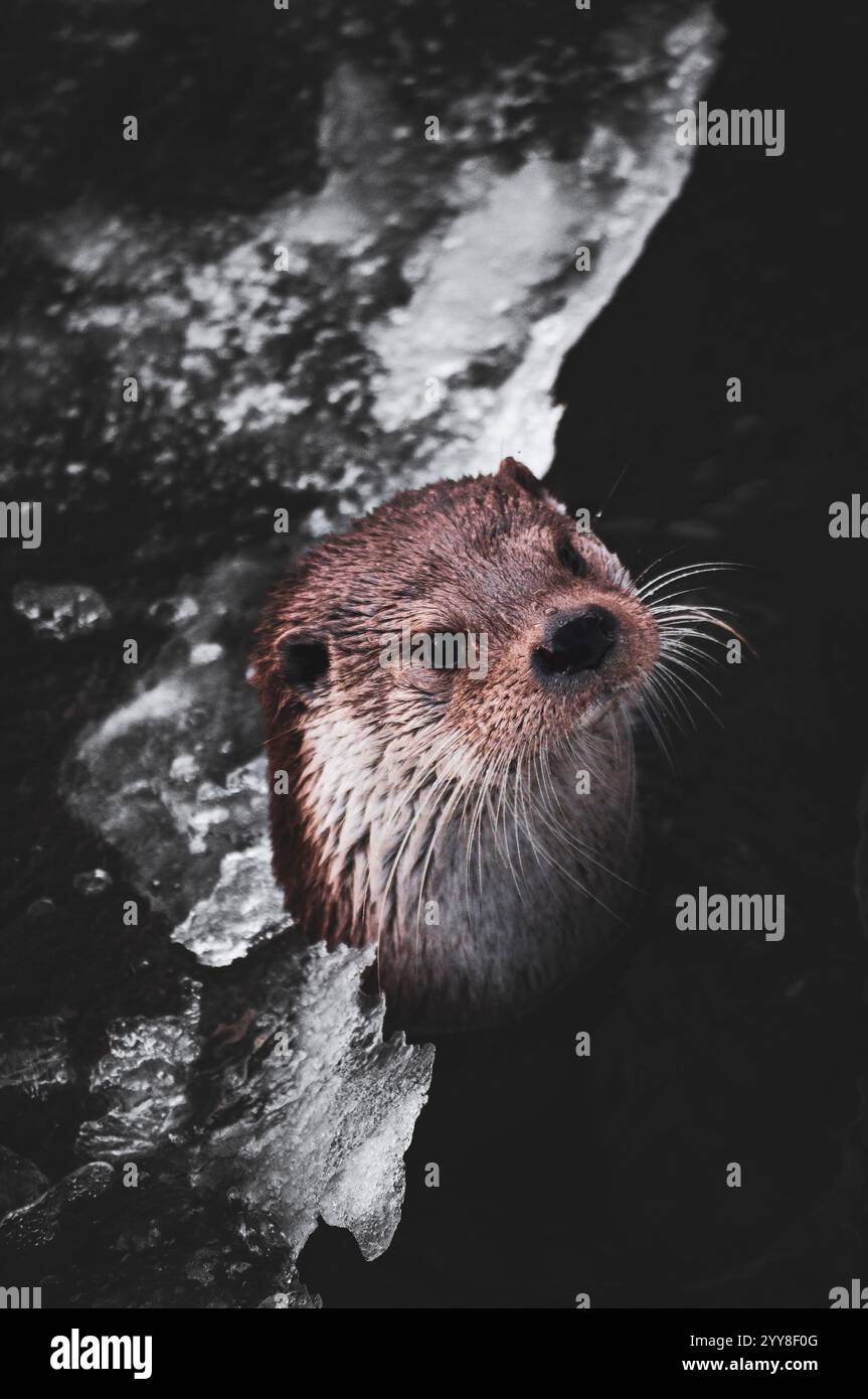 River Otter dans Icy Water Banque D'Images