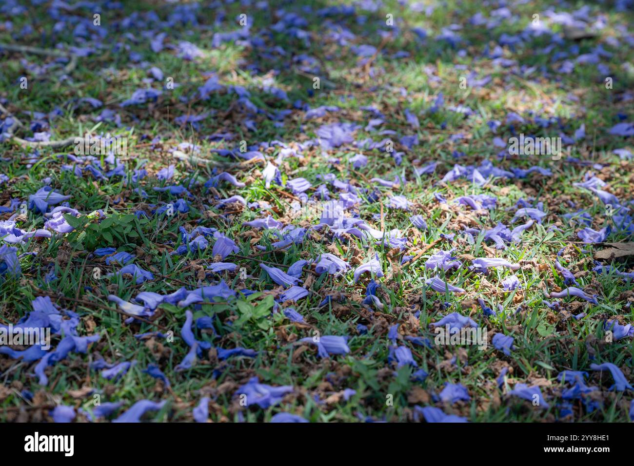 Tapis de fleurs Jacaranda sur pelouse d'herbe verte, parc public Queensland Australie, fleurs violettes, jardin exotique tropical Banque D'Images