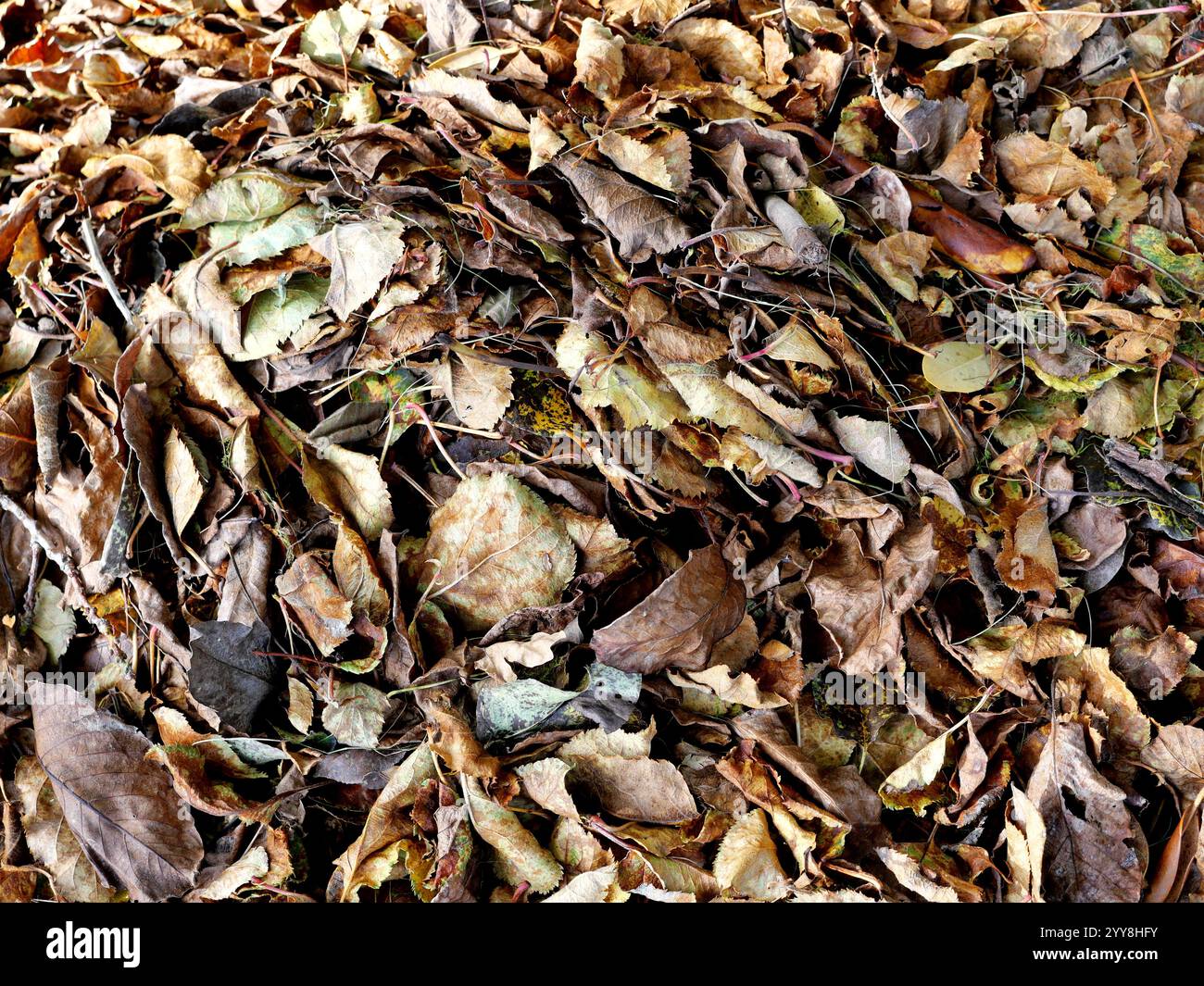 Les feuilles d'automne, dorées, brunes et jaunes forment un tapis coloré sur le sol forestier. La photographie de la nature est parfaite pour les décorations d'automne. Banque D'Images Les feuilles d'automne, dorées, brunes et jaunes forment un tapis coloré sur le sol forestier. La photographie de la nature est parfaite pour les décorations d'automne. Banque D'Images