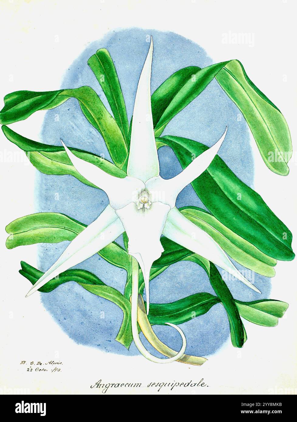 George de Alwis - Angraecum sesquipedale - 1893 Banque D'Images