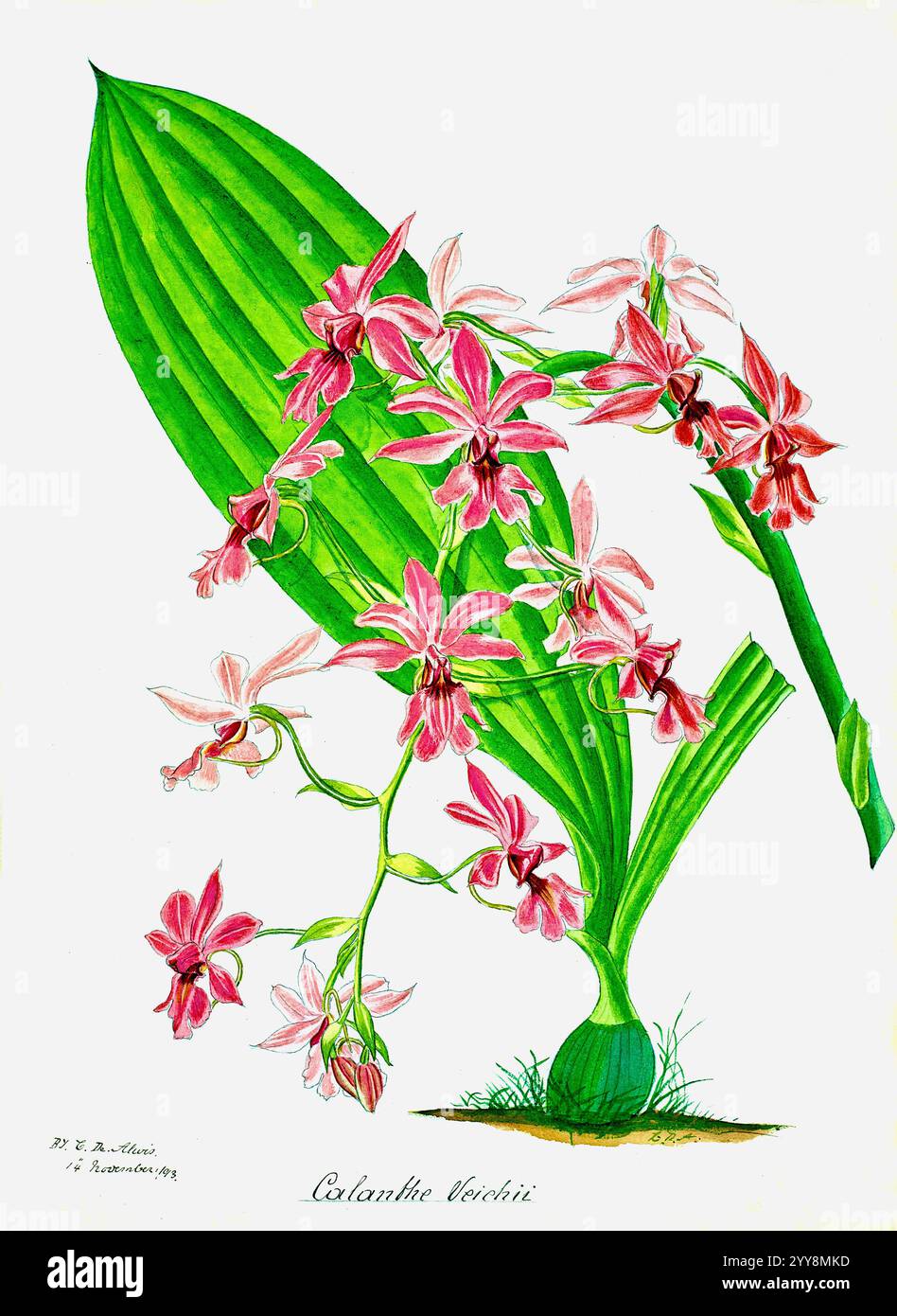 George de Alwis - Calanthe Veitchii - 1893 Banque D'Images