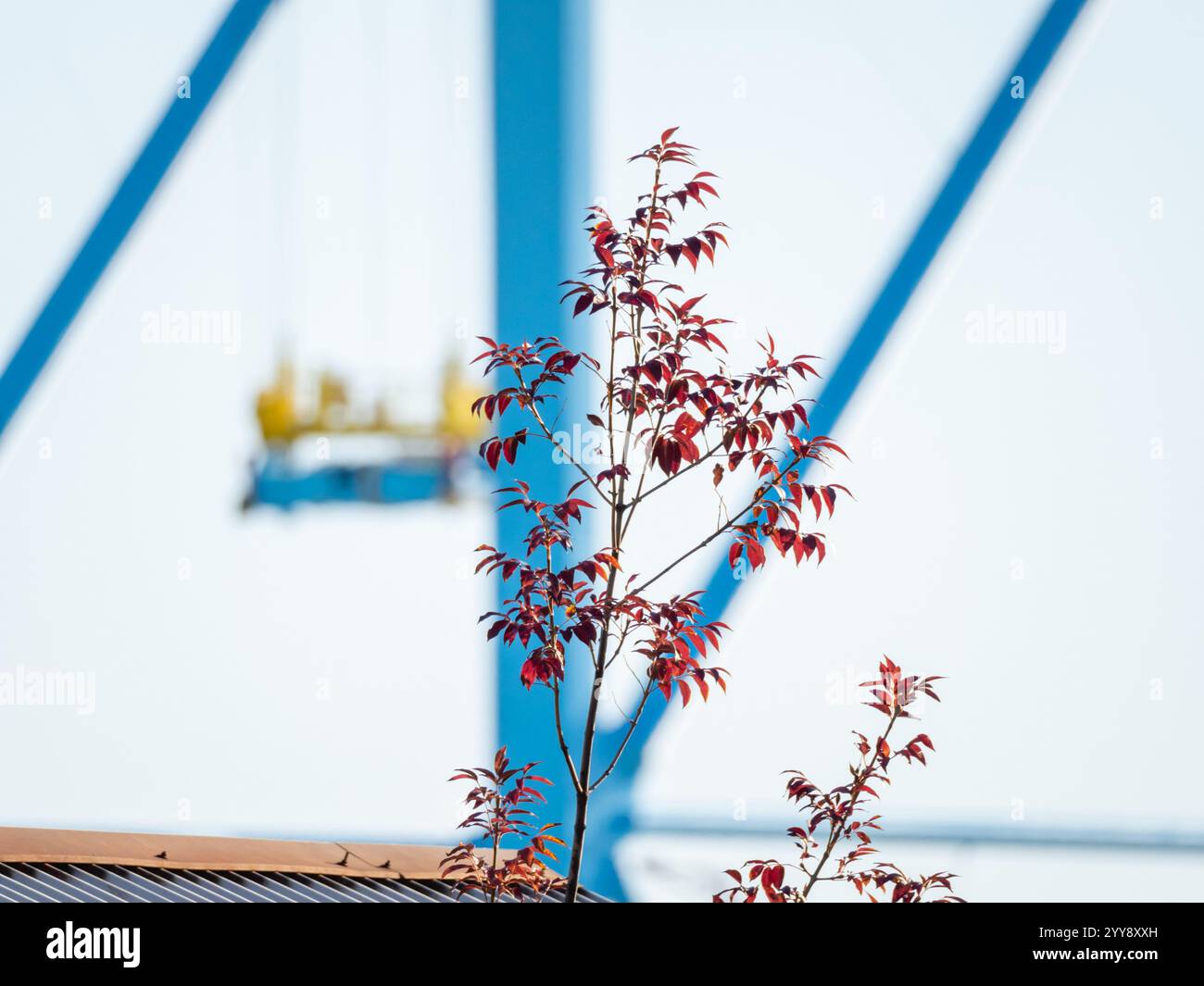 Grues passerelle dans le port de Rijeka Banque D'Images