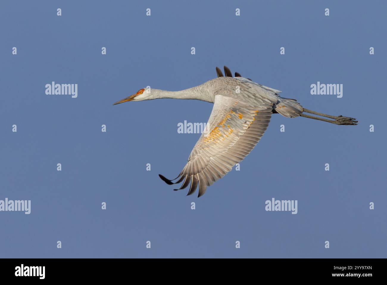 Une grue de sable glisse avec ses ailes grandes ouvertes dans un ciel bleu. Banque D'Images