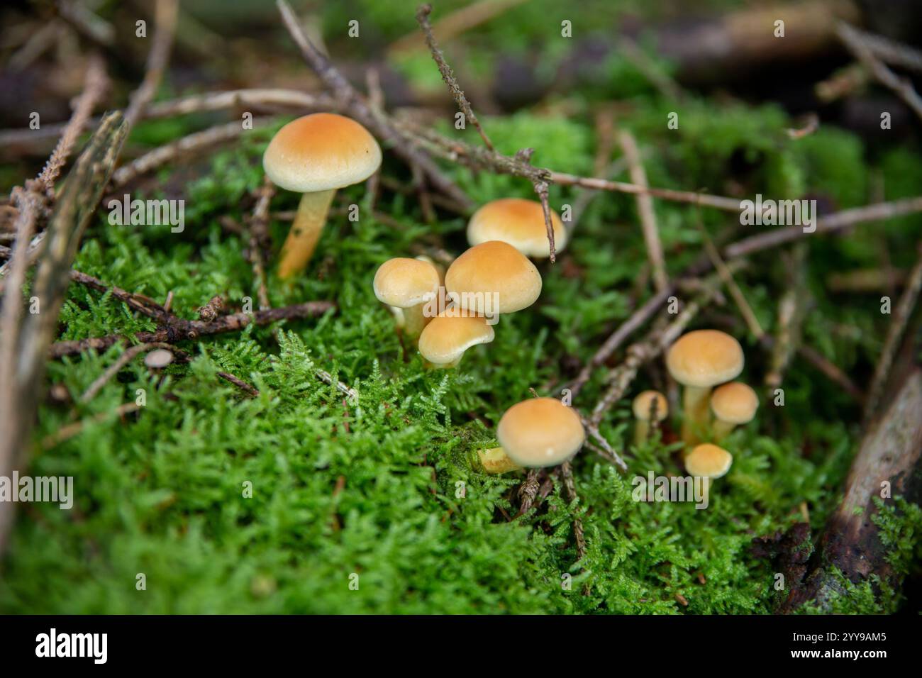 un groupe de petits champignons poussant dans la mousse. Ils semblent appartenir au genre Hypholoma, peut-être Hypholoma fasciculare (communément appelé la touffe de soufre). Banque D'Images