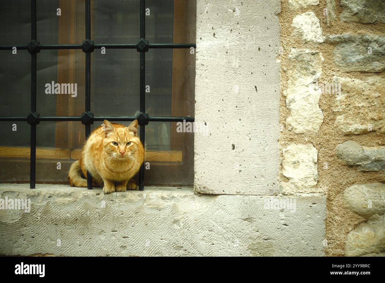 Un chat orange au gingembre sauvage est assis entre les trous de la grille de fenêtre dans un village médiéval Banque D'Images