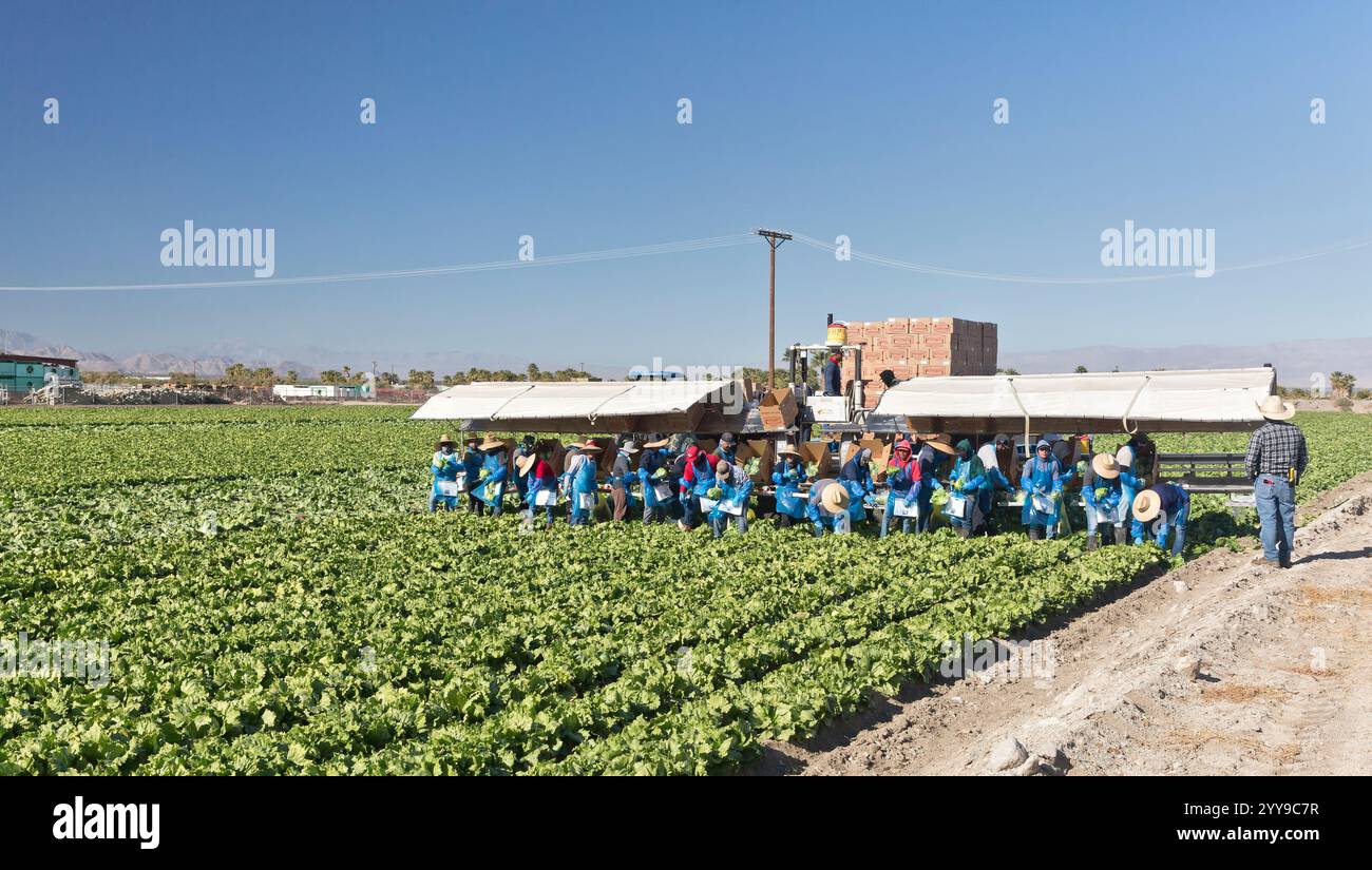 Ouvriers agricoles récoltant la laitue 'Iceberg' biologique, champ 'Lactuca sativa var. capitata. Famille des Asteraceae. Banque D'Images
