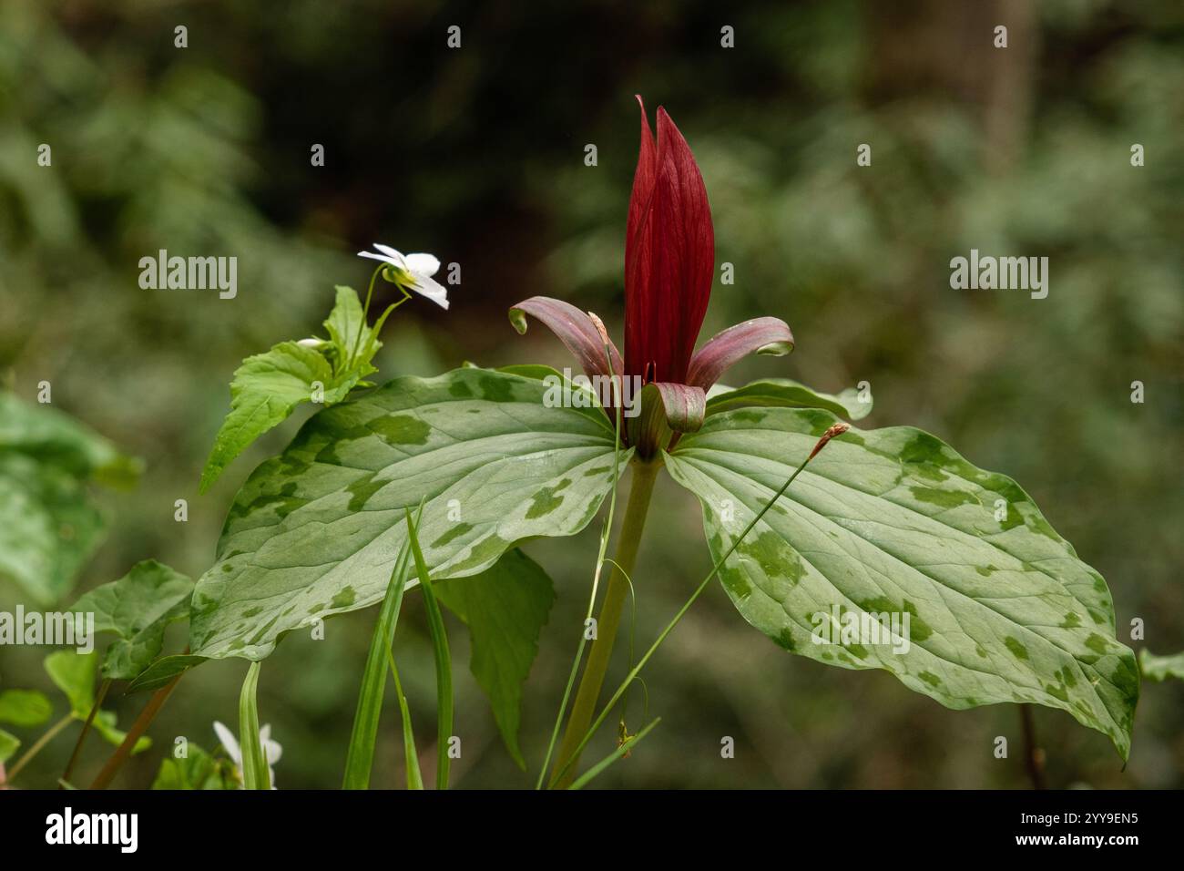 Gros plan sur Trillium Chloropétalum rouge Banque D'Images
