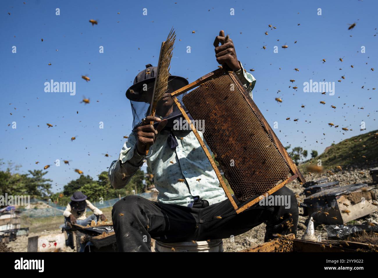 L'apiculteur tire des nids d'abeilles des ruches pour en extraire le miel dans une unité de production de miel près d'un champ de moutarde le 17 décembre 2024 à Barpeta, en Inde. Banque D'Images