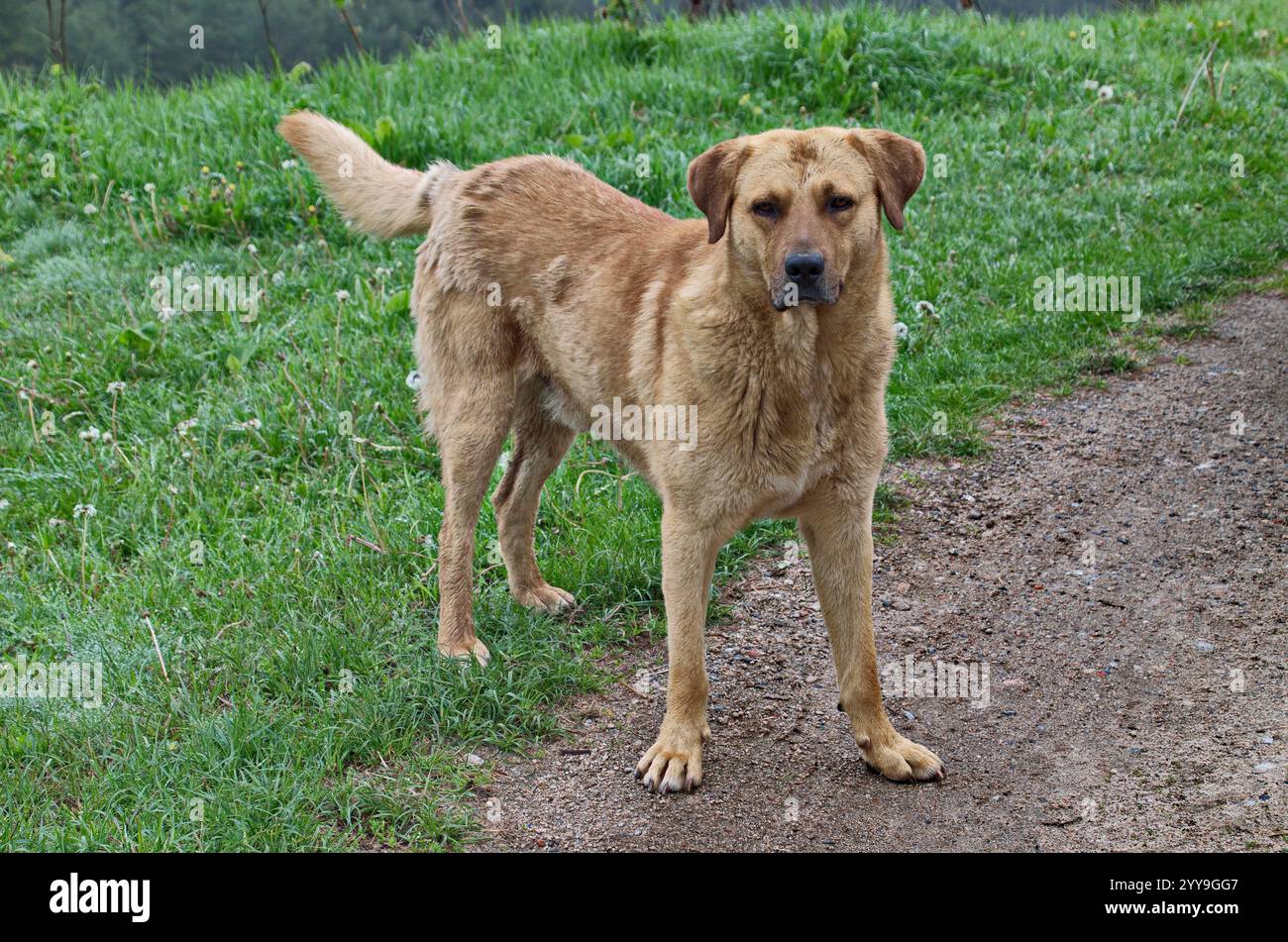 Une prairie luxuriante et une route avec un chien de la race turque Kangal ou berger anatolien, Sofia, Bulgarie Banque D'Images