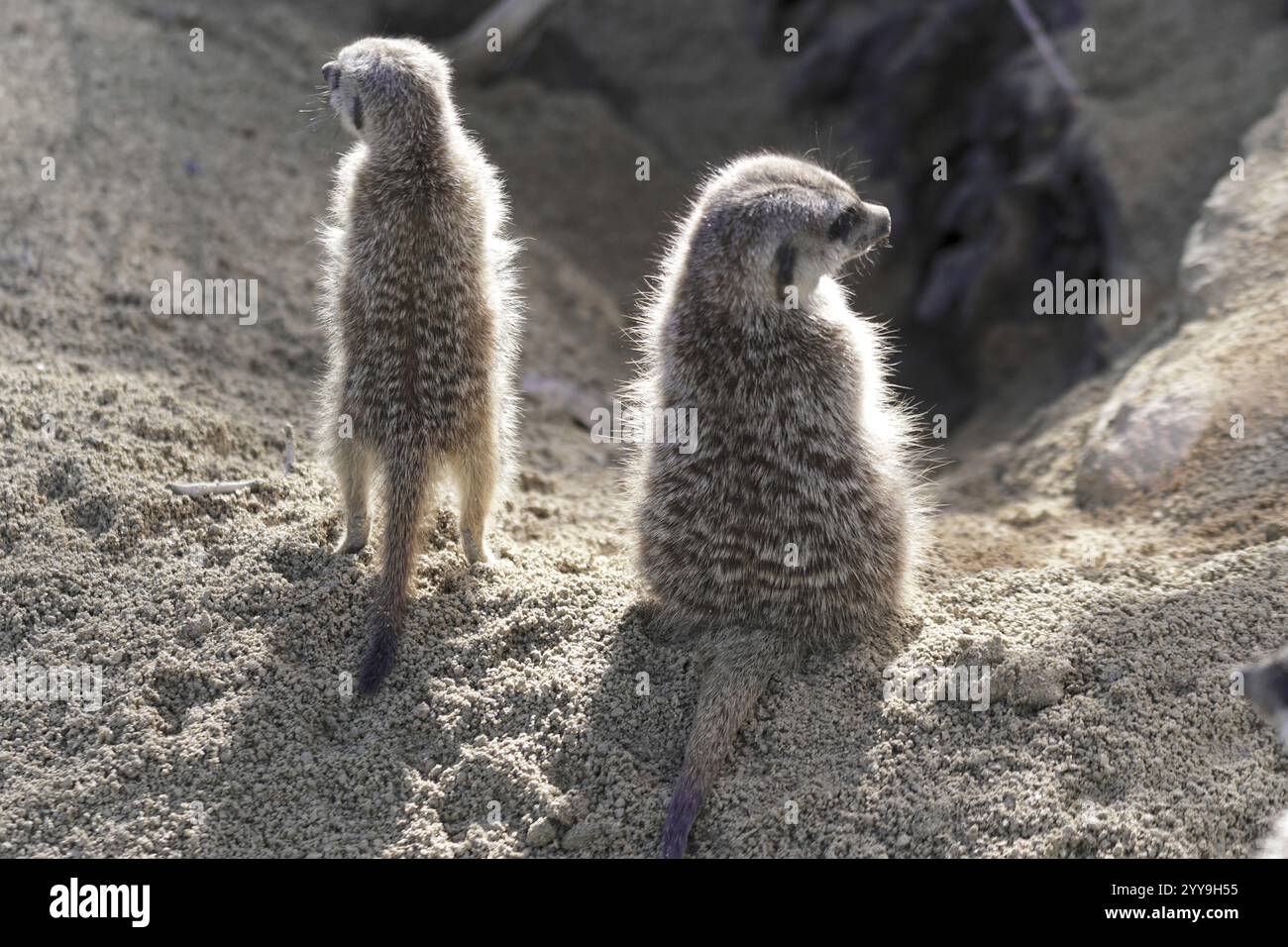 Deux suricates se dressant dos à dos dans le sable, suricates ou suricates (Suricata suricatta), captives, présentes en Afrique australe Banque D'Images