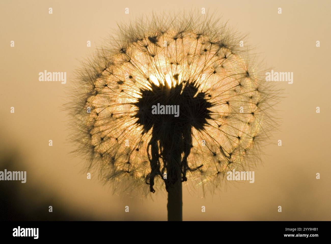Silhouette d'une tête de pissenlit au coucher du soleil avec des graines délicatement éclairées Banque D'Images