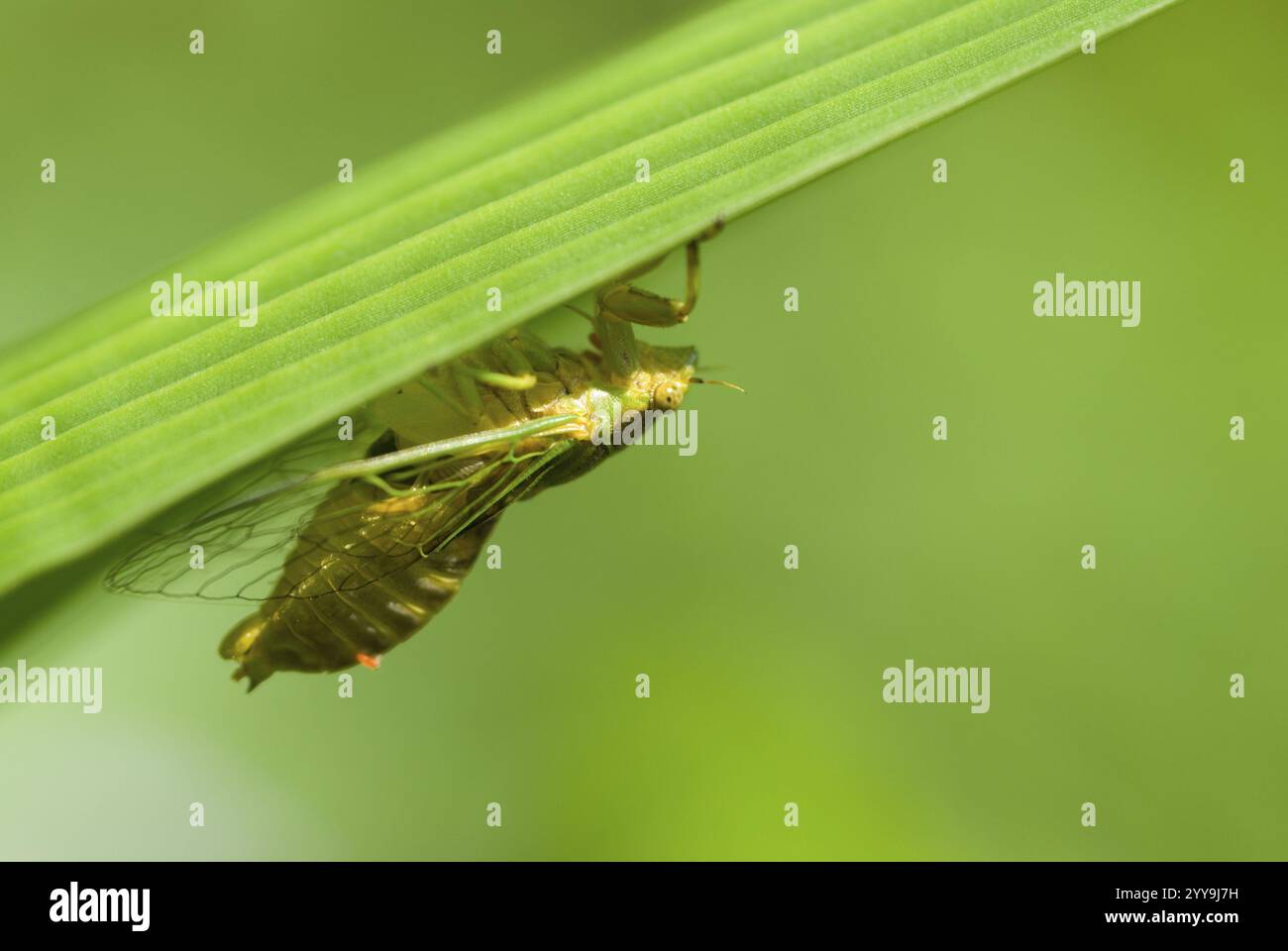 Courtship cigales (Mogannia hebes), Taiwan, Asie de l'est, Asie Banque D'Images