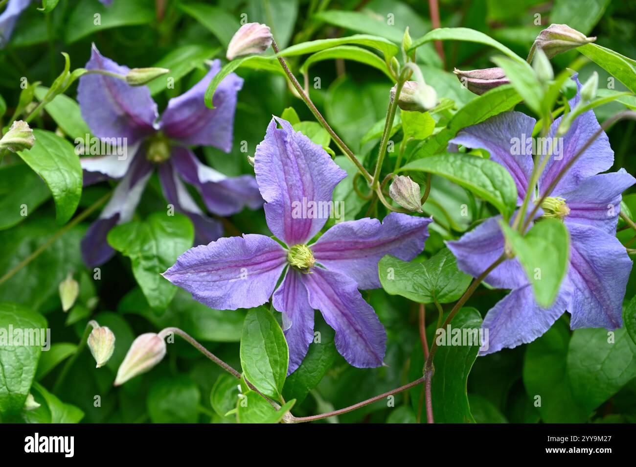 Fleurs d'été bleues du groupe 3 Clematis 'Perle d'Azur' dans le jardin UK juillet Banque D'Images