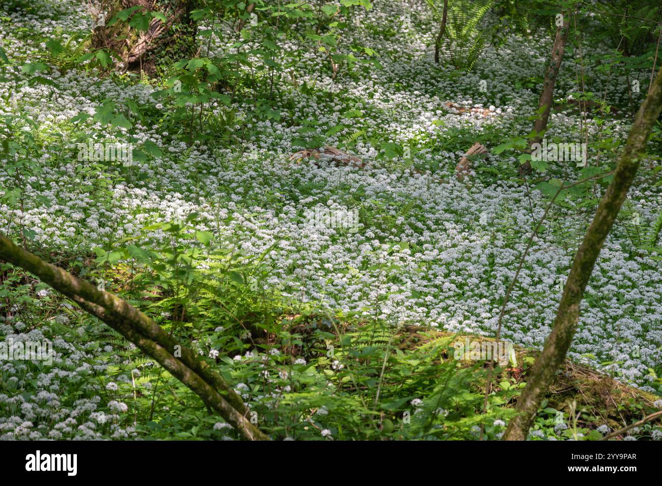 Tapis d'ail sauvage dans la forêt dans la vallée de Parc-le-Breos, Gower, pays de Galles, Royaume-Uni Banque D'Images
