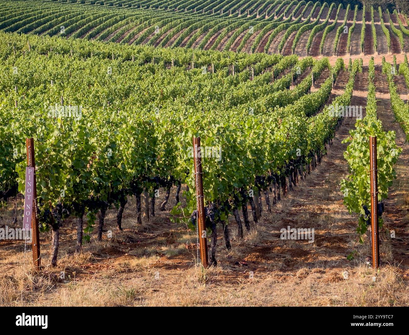 Des rangées de vignes de raisins Pinot Noir poussent dans la vallée de la Willamette de l'Oregon Banque D'Images