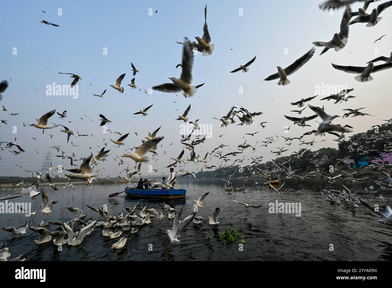 New Delhi, Inde. 20 décembre 2024. NEW DELHI, INDE - 20 DÉCEMBRE : des gens ont vu se nourrir des mouettes dans la rivière Yamuna le 20 décembre 2024 à New Delhi, Inde. Les mouettes de Sibérie migrent vers la rivière Yamuna à Delhi, en Inde, pendant l'hiver, et peuvent être vues en grands troupeaux. Les mouettes de Sibérie migrent vers la rivière Yamuna à Delhi, en Inde, pendant l'hiver, et peuvent être vues en grands troupeaux. (Photo de Raj K Raj/Hindustan Times/Sipa USA) crédit : Sipa USA/Alamy Live News Banque D'Images