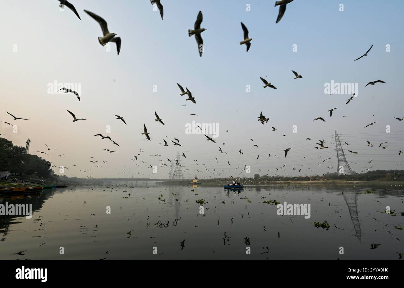 New Delhi, Inde. 20 décembre 2024. NEW DELHI, INDE - 20 DÉCEMBRE : des gens ont vu se nourrir des mouettes dans la rivière Yamuna le 20 décembre 2024 à New Delhi, Inde. Les mouettes de Sibérie migrent vers la rivière Yamuna à Delhi, en Inde, pendant l'hiver, et peuvent être vues en grands troupeaux. Les mouettes de Sibérie migrent vers la rivière Yamuna à Delhi, en Inde, pendant l'hiver, et peuvent être vues en grands troupeaux. (Photo de Raj K Raj/Hindustan Times/Sipa USA) crédit : Sipa USA/Alamy Live News Banque D'Images