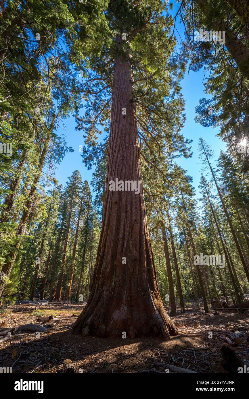 Les visiteurs traversent Mariposa Grove, entouré de séquoias imposants, et découvrent la beauté paisible de la nature sauvage du parc national de Yosemite. Banque D'Images