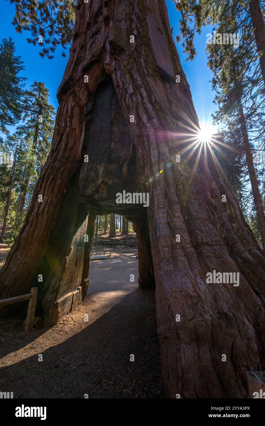 Découvrez les séquoias géants imposants de Mariposa Grove, en Californie, où l'aventure rencontre la tranquillité dans un paysage à couper le souffle. Banque D'Images