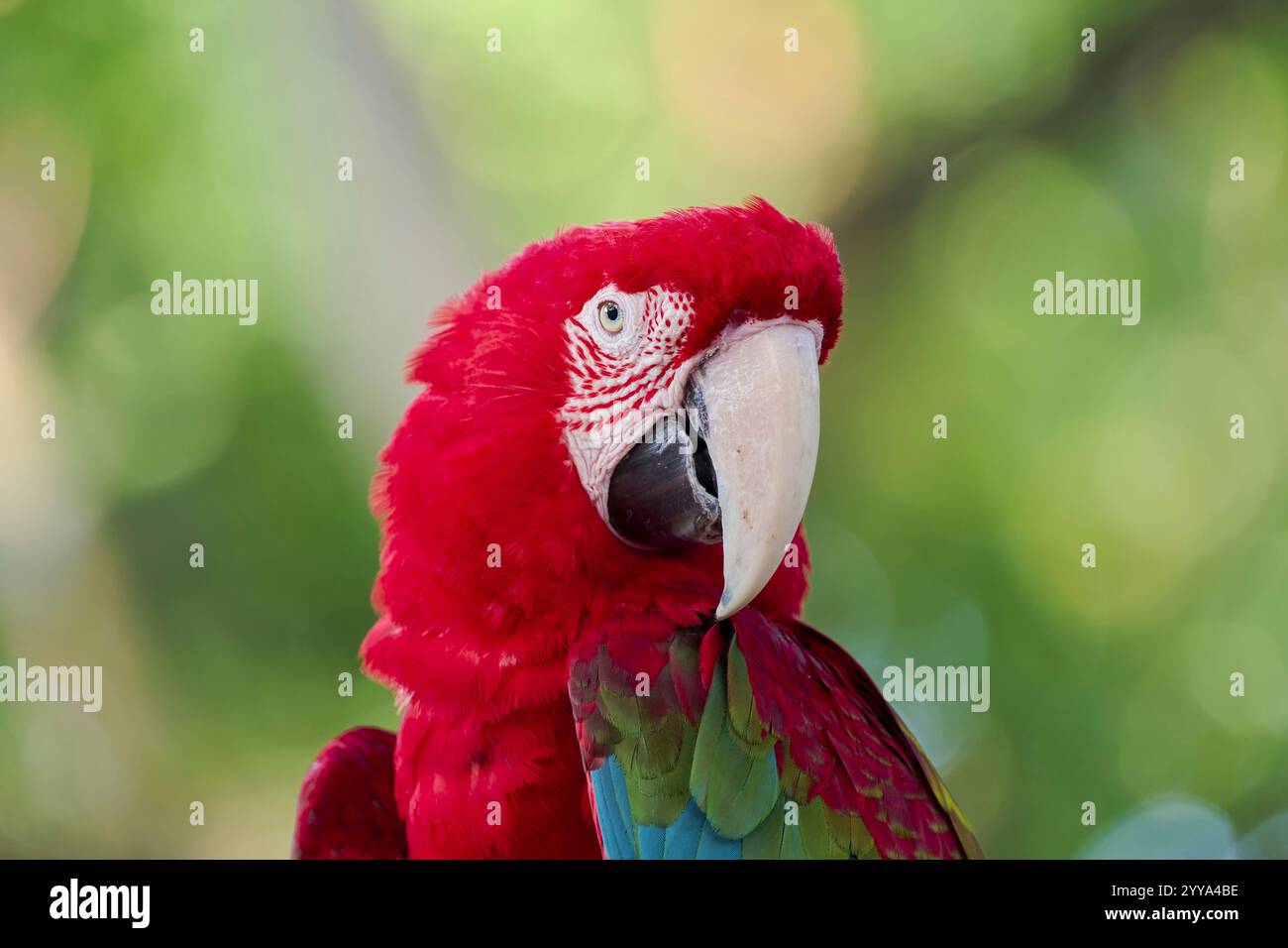 Scharlachara, Ara macao, Scarlet macaw Banque D'Images