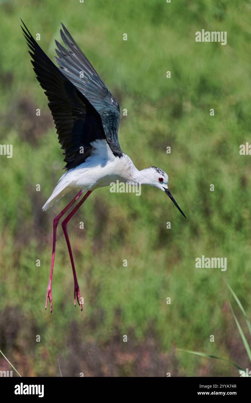 Himantopus himantopus, Stelzenläufer, échasses à ailes noires Banque D'Images