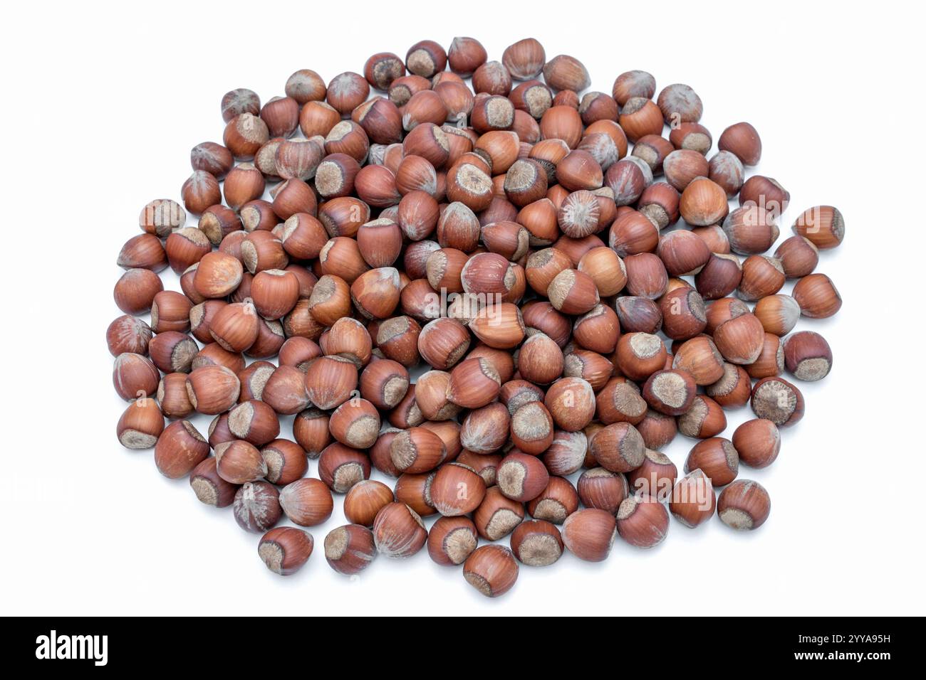 Noisettes sur fond blanc. Noisettes mûres et sèches dans leur coquille. Banque D'Images