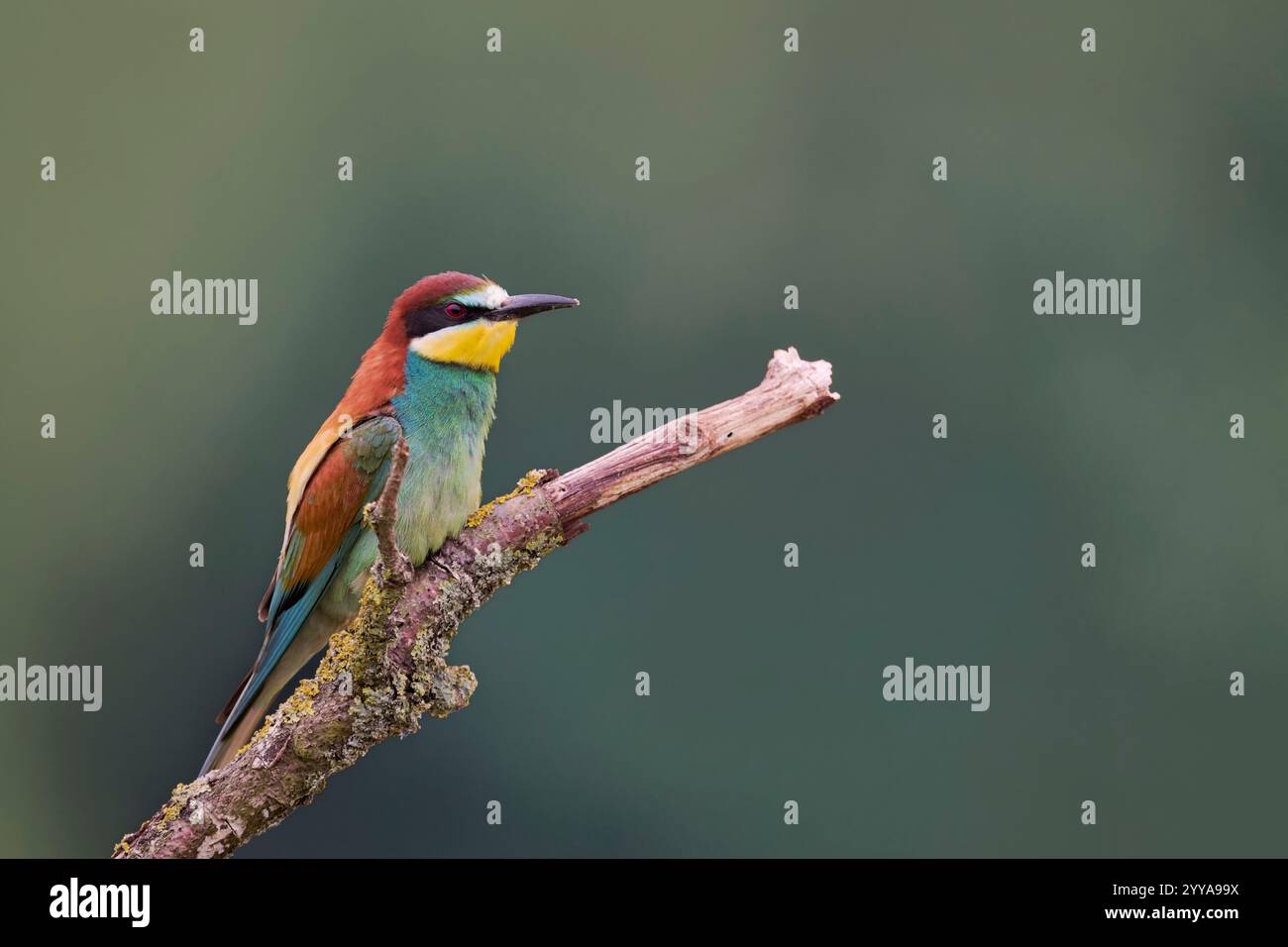 Bienenfresser, Guêpier d'Europe Merops apiaster, eater Banque D'Images