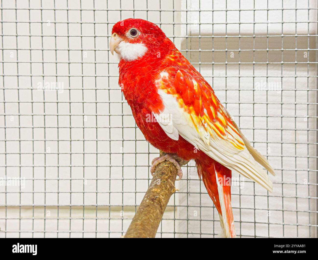 Rosella orientale, Platycercus eximius, à l'exposition nationale des animaux d'élevage élevage élevage 2024 à Lysa nad Labem, région de Bohême centrale, C. Banque D'Images