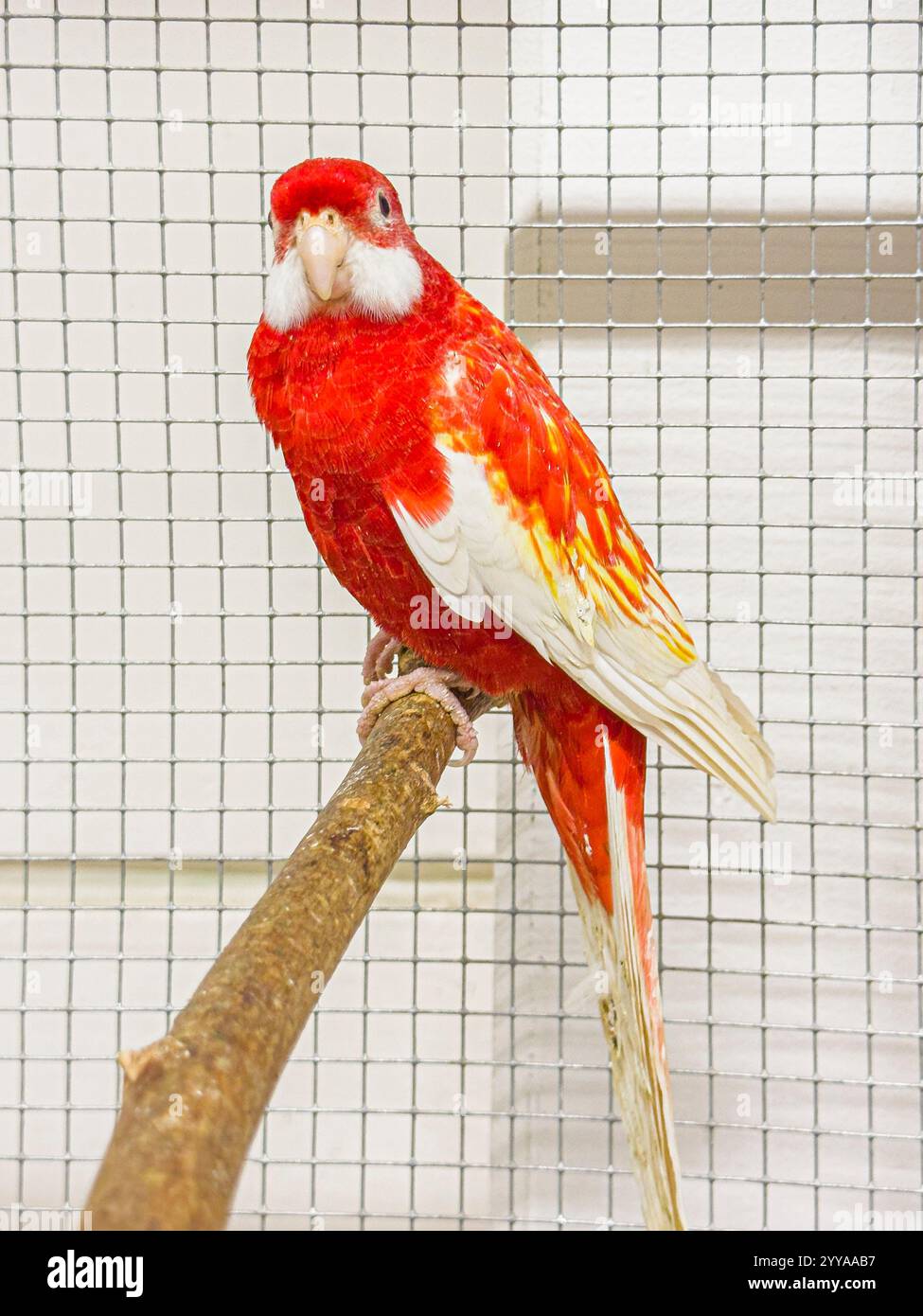 Rosella orientale, Platycercus eximius, à l'exposition nationale des animaux d'élevage élevage élevage 2024 à Lysa nad Labem, région de Bohême centrale, C. Banque D'Images