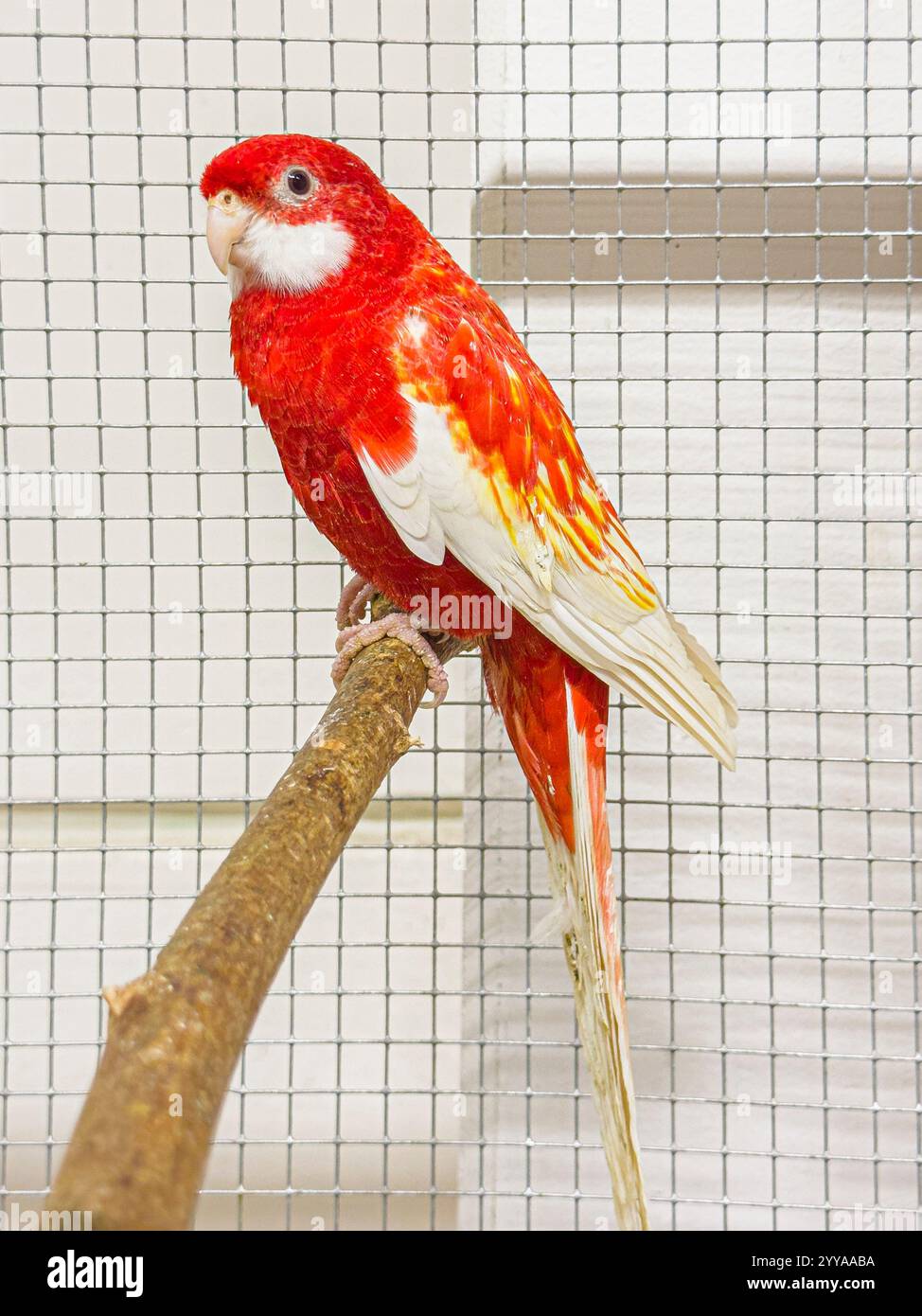 Rosella orientale, Platycercus eximius, à l'exposition nationale des animaux d'élevage élevage élevage 2024 à Lysa nad Labem, région de Bohême centrale, C. Banque D'Images