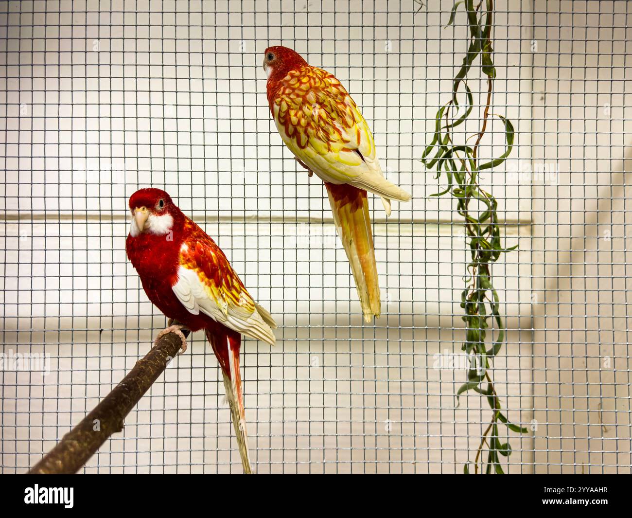Rosella orientale, Platycercus eximius, à l'exposition nationale des animaux d'élevage élevage élevage 2024 à Lysa nad Labem, région de Bohême centrale, C. Banque D'Images