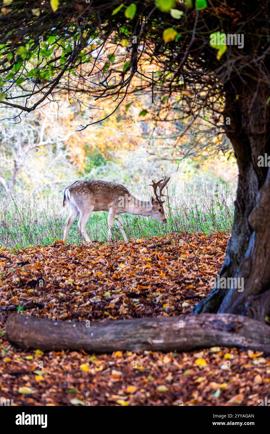 Cerf en jachère pâturant sur un tapis de feuilles d'automne Banque D'Images
