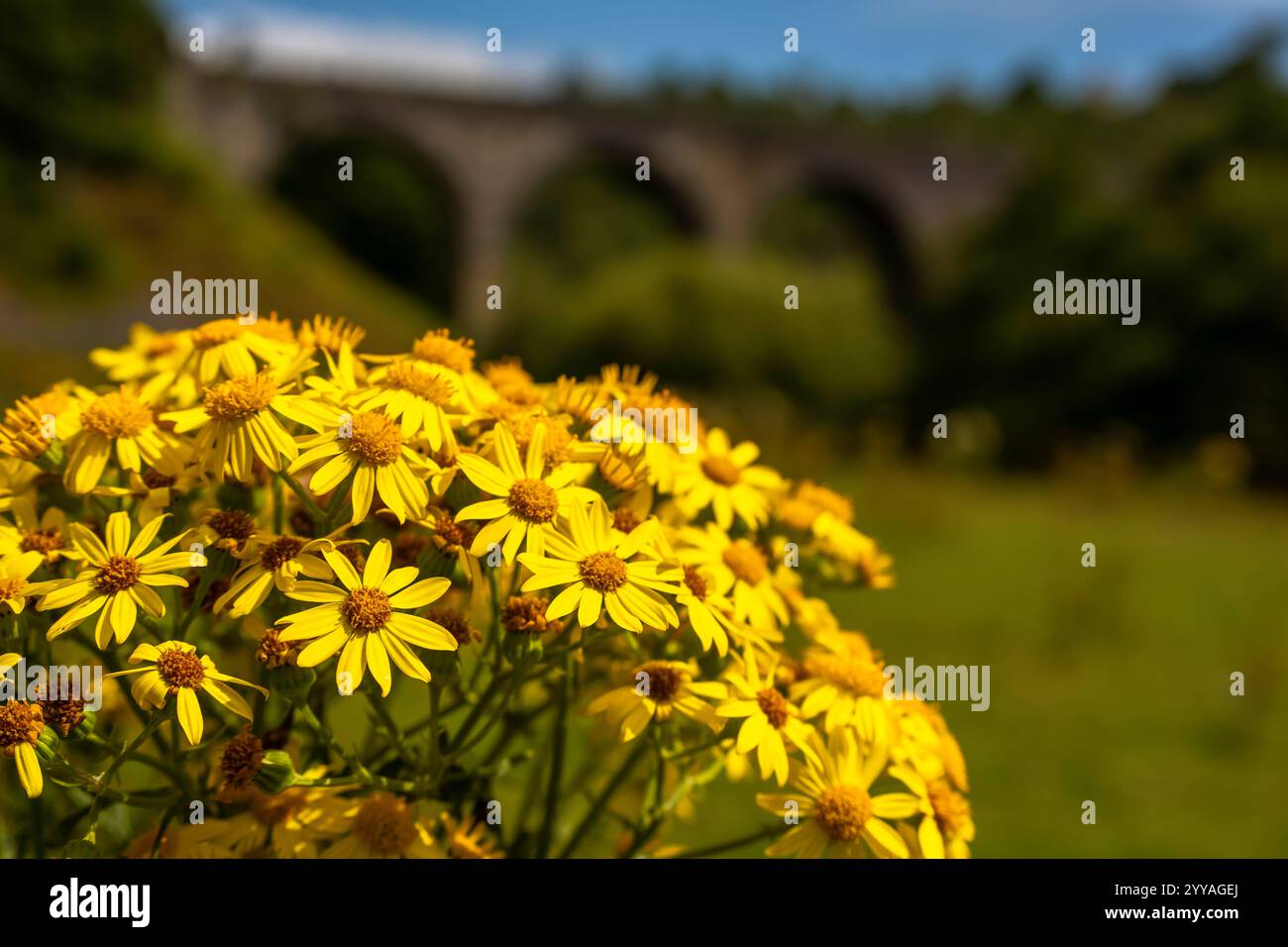 Grappe de fleurs de Ragwort (Senecio jacobaea) sur un été britannique chaud avec verdure et viaduc de pierre tombale en arrière-plan Banque D'Images